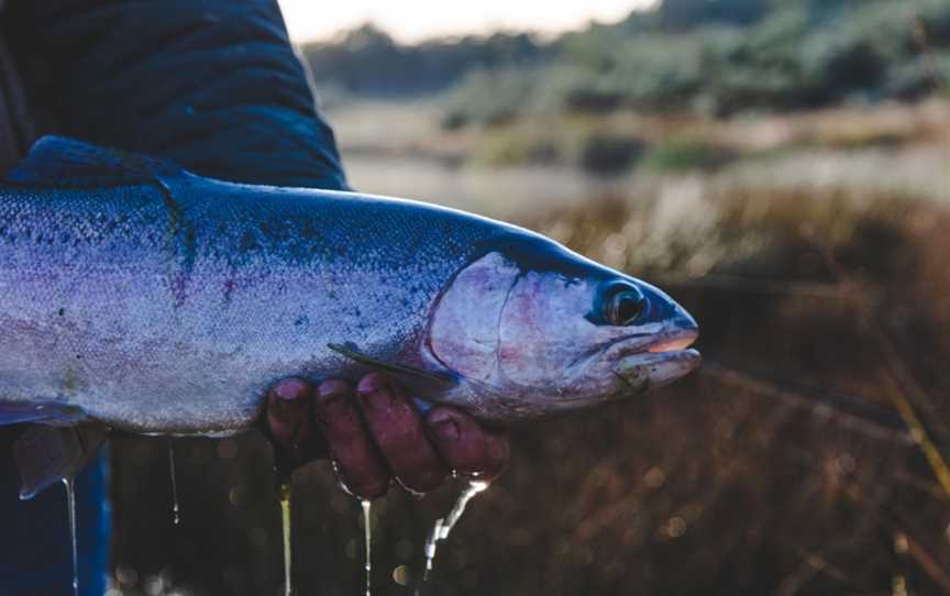 Twin Lakes - Bush Retreat & Fly Fishery, Buckland, TAS