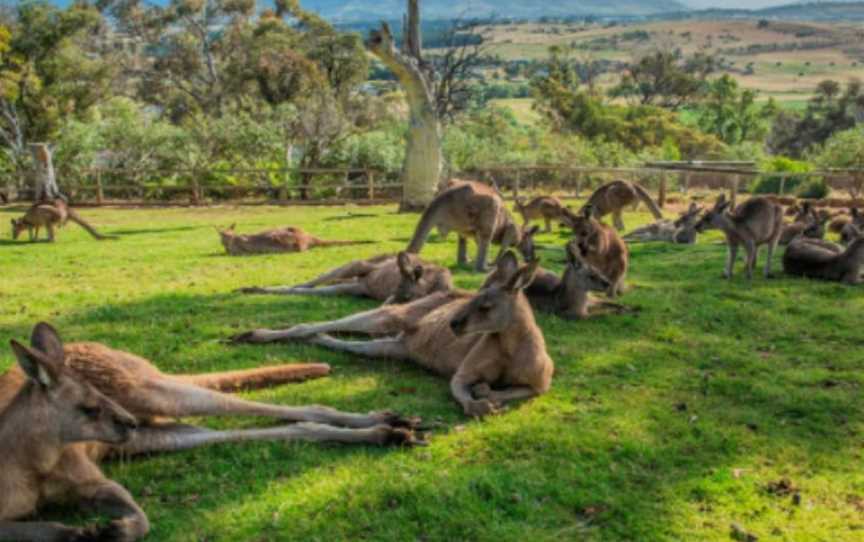 Tassie Tours - Wilderness Tours, Mornington, TAS