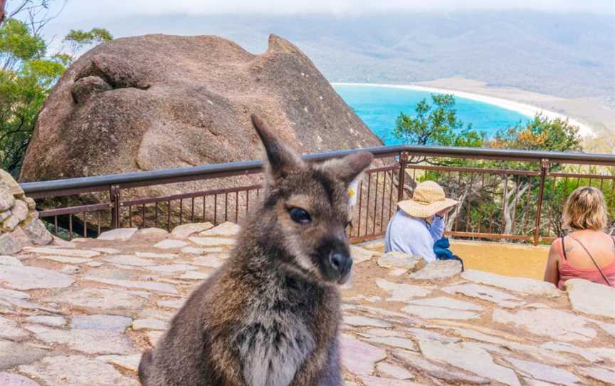 Wineglass Bay Discovery Tours, Hobart, TAS