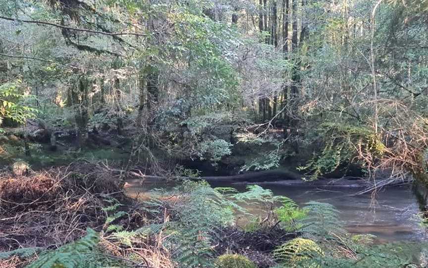 wild wombat walks, Waratah, TAS