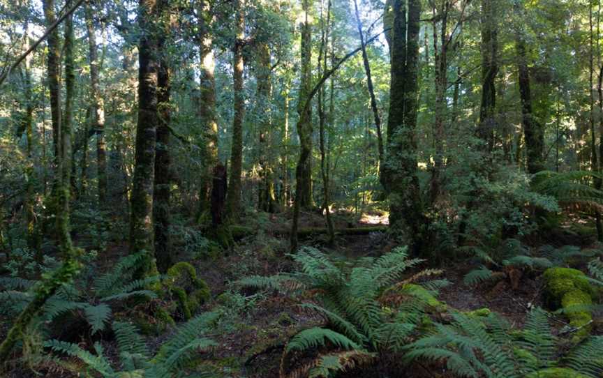 wild wombat walks, Waratah, TAS