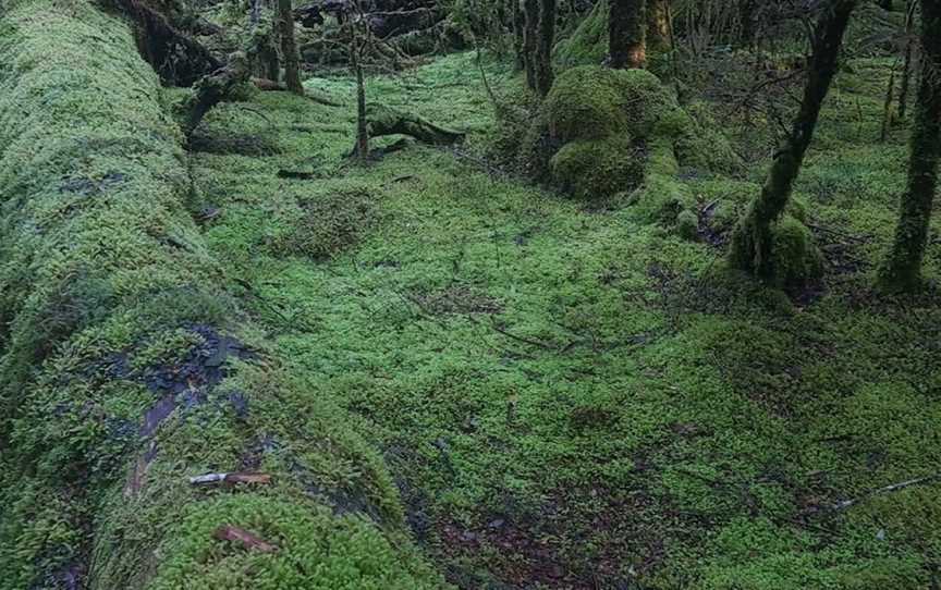 wild wombat walks, Waratah, TAS