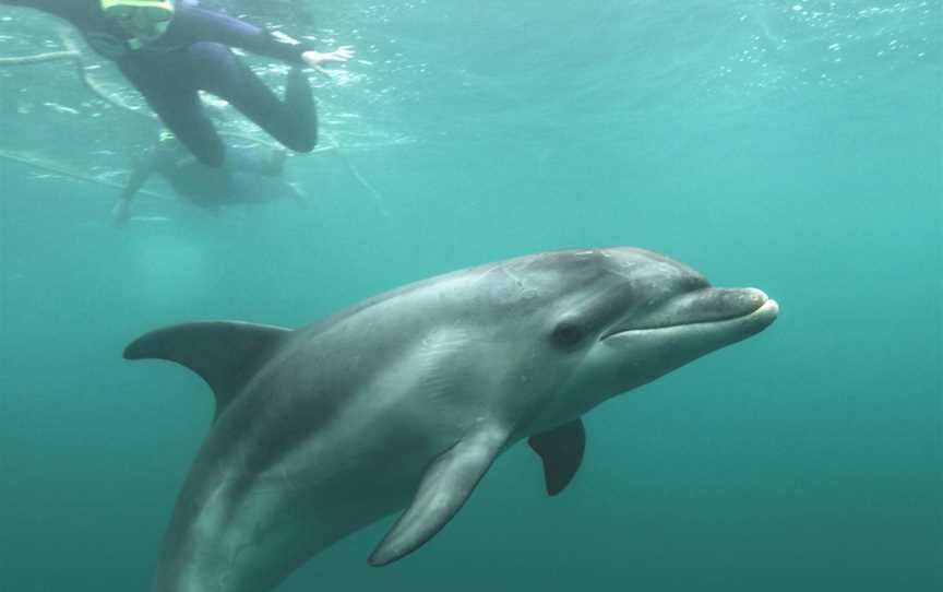 Polperro Dolphin Swims, Sorrento, VIC