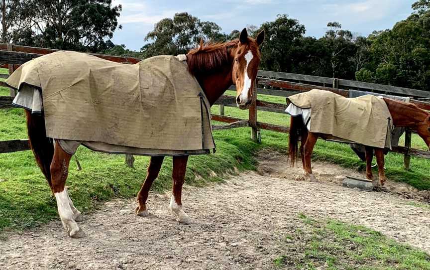 Ranges Equestrian Center, Yellingbo, VIC