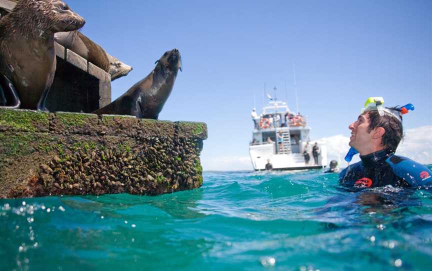 Moonraker Dolphin Swims, Sorrento, VIC