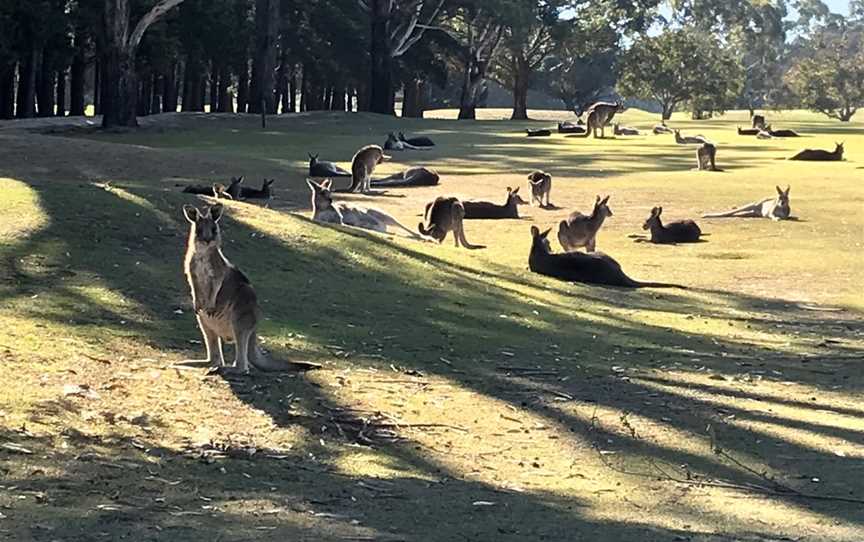 KANGA TOURS - KANGAROO SIGHTSEEING TOURS MELBOURNE, Gisborne, VIC