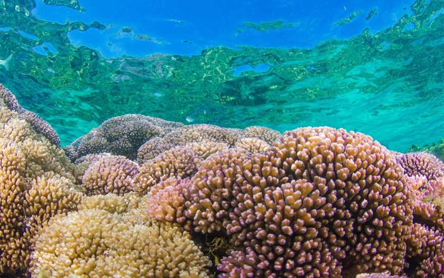 Rottnest Snorkel, Rottnest Island, WA