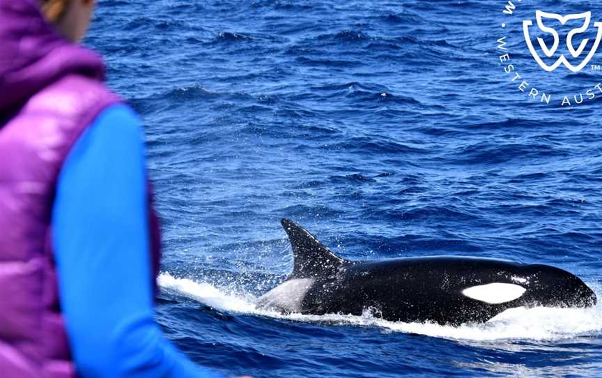 Whale Watch Western Australia - Bremer Bay Orca (Killer Whale) Experience, Bremer Bay, WA