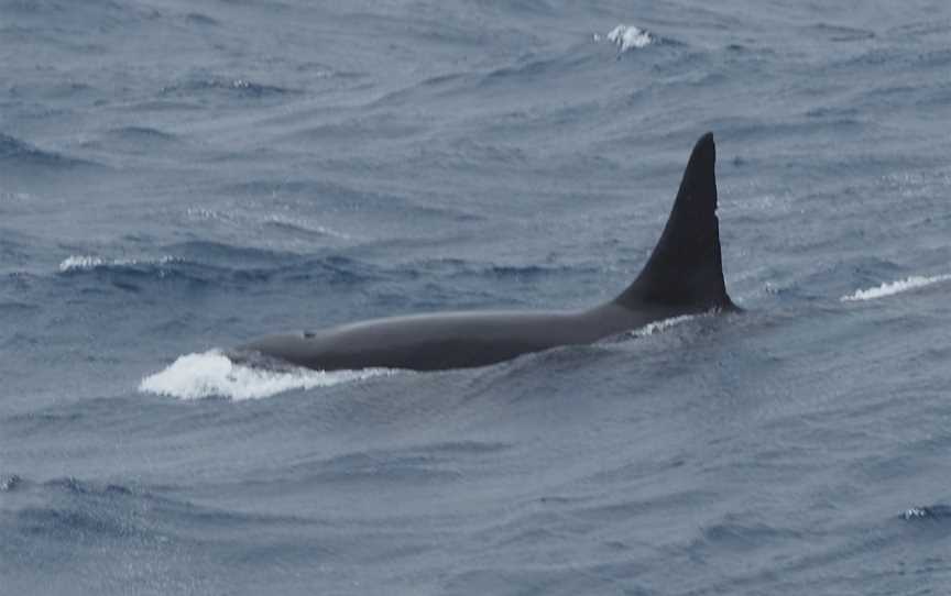 Bremer Bay Killer Whales, Bremer Bay, WA