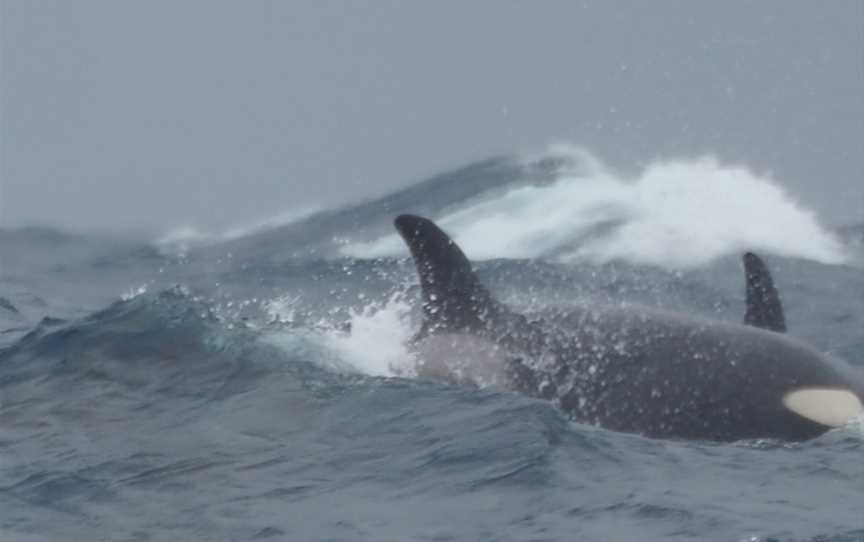 Bremer Bay Killer Whales, Bremer Bay, WA