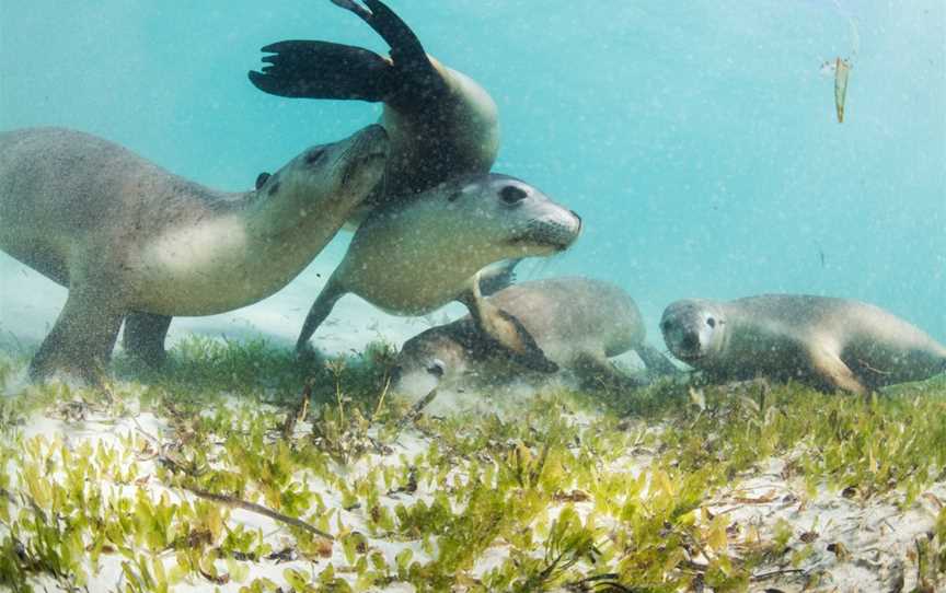 Sea Lion Charters, Jurien Bay, WA