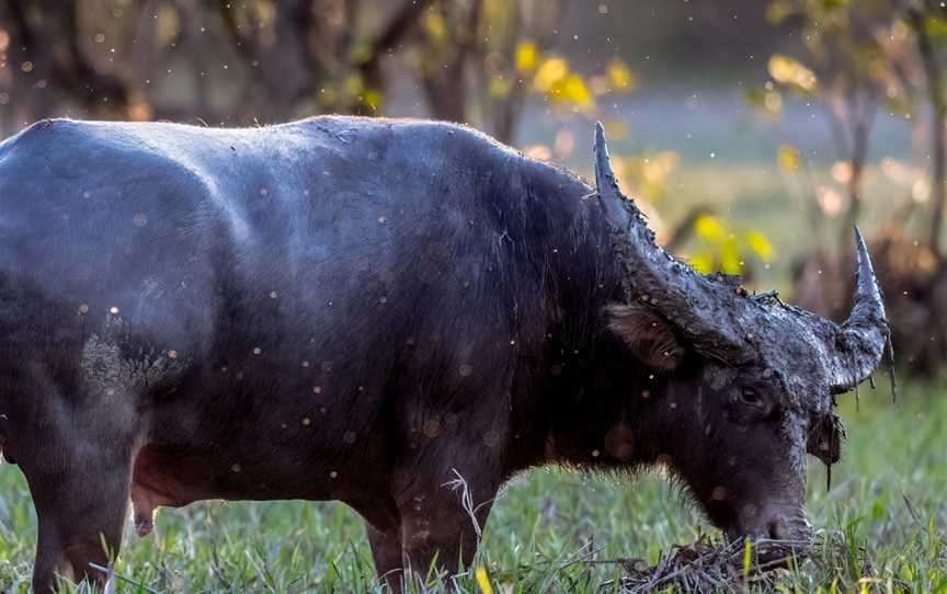 WILDFOTO, Marrakai, NT