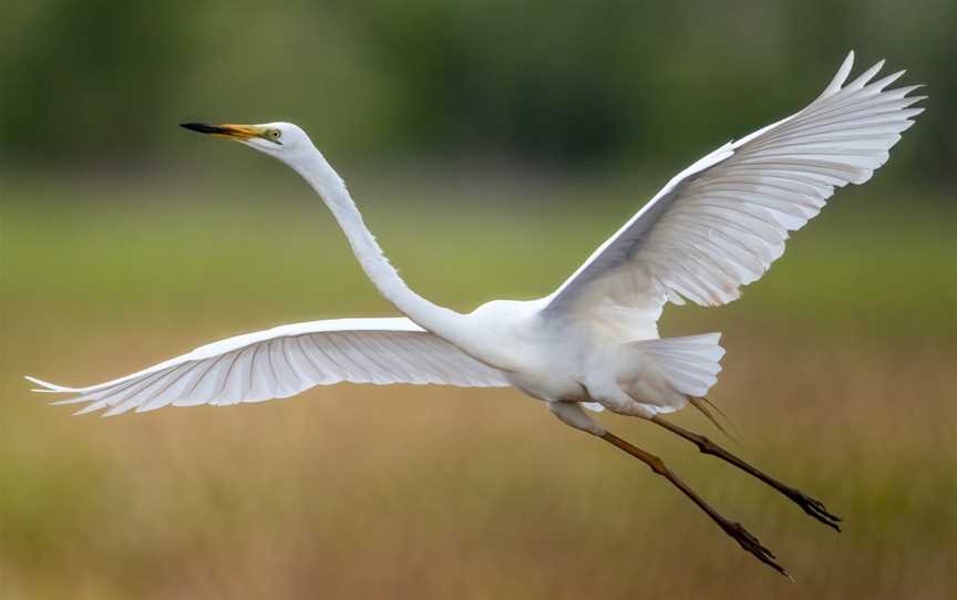 WILDFOTO, Marrakai, NT