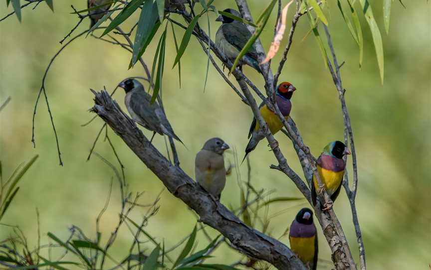 WILDFOTO, Marrakai, NT