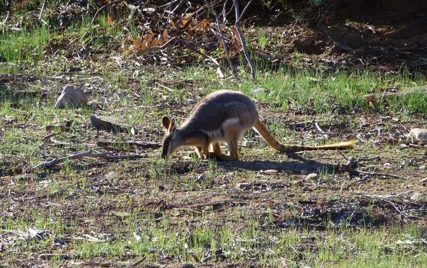 4WD Aussie Swagabout Tours - Flinders Ranges, Flinders Ranges, SA