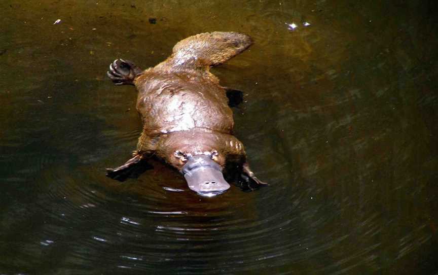 Wild Platypus, Burnie, TAS