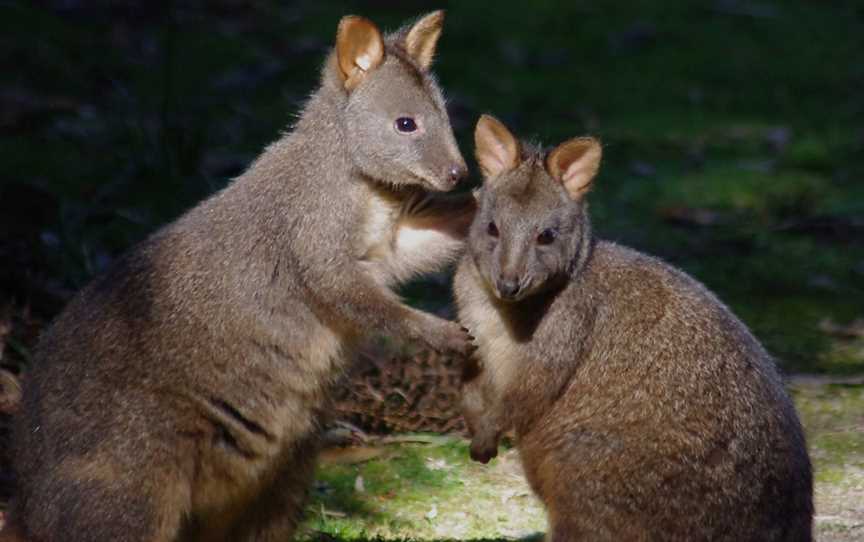 Wild Platypus, Burnie, TAS