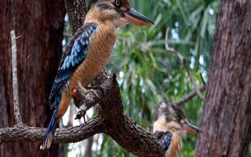 Willis’s Walkabouts, Darwin, NT