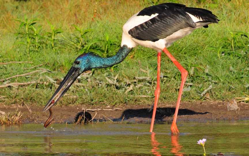 Wetland Cruises, Marrakai, NT