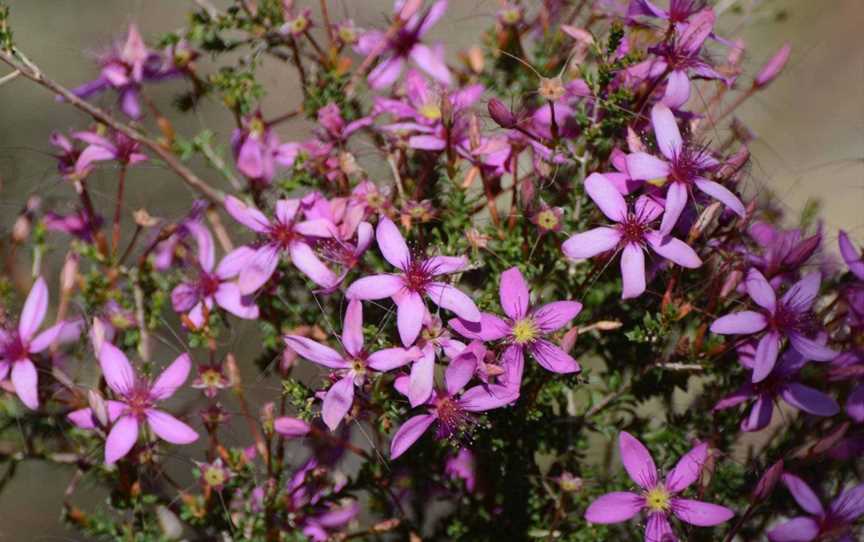 Perth Birds and Bush, Leeming, WA