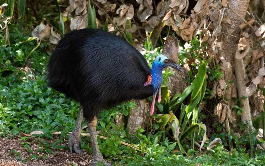 Cassowary Tours, Topaz, QLD