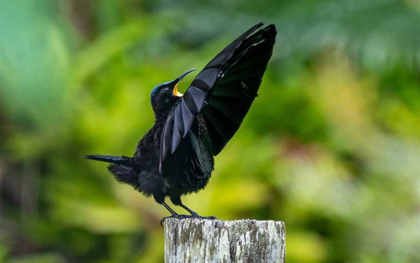 Cassowary Tours, Topaz, QLD