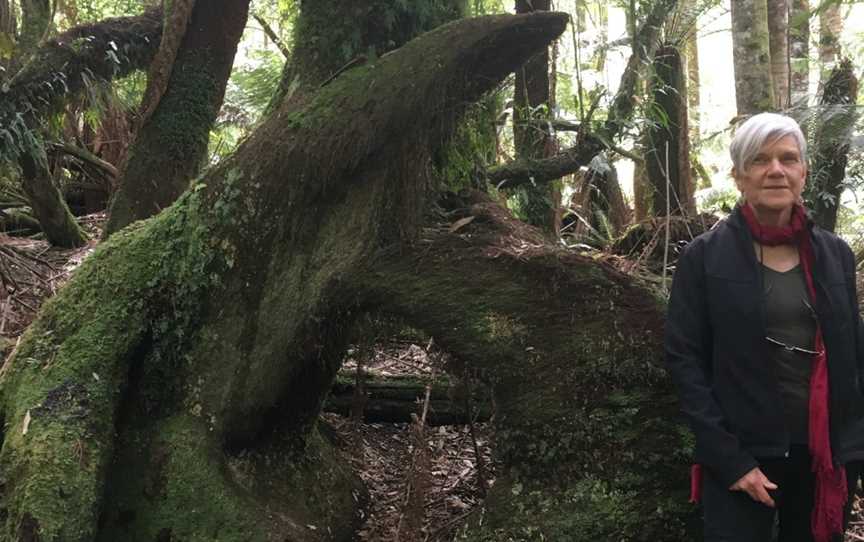 Great Western Tiers Forest Walks Tasmania, Jackeys Marsh, TAS