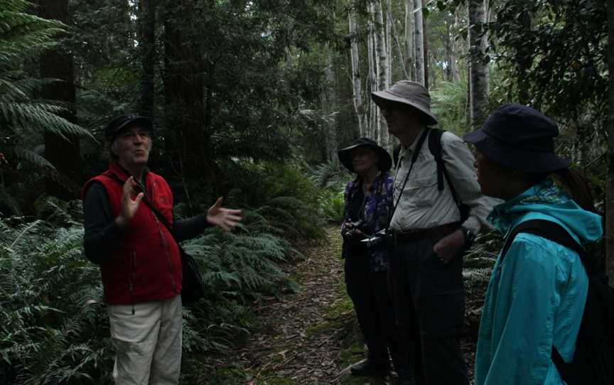 Great Western Tiers Forest Walks Tasmania, Jackeys Marsh, TAS