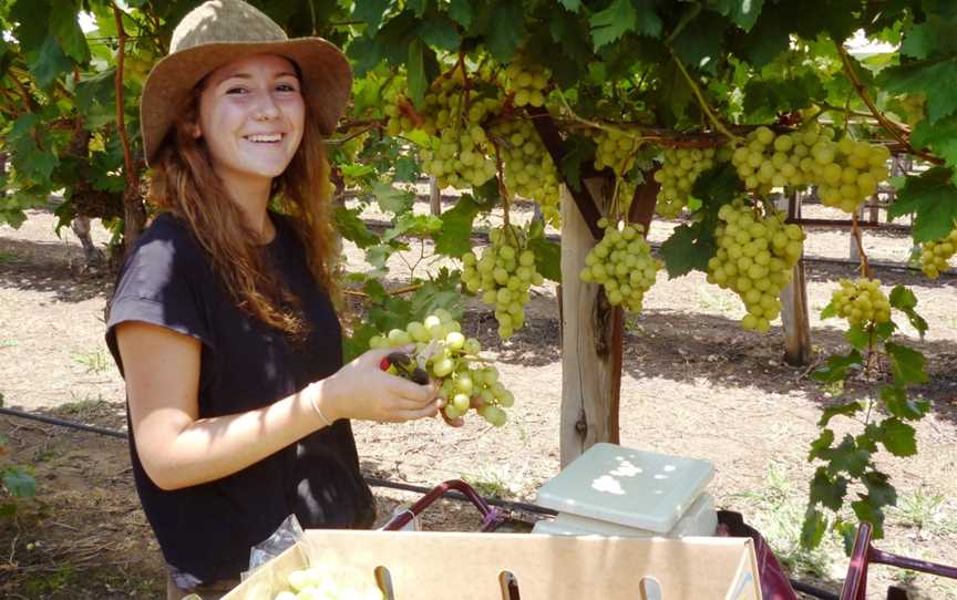 Cotton Farm and Vineyard Tour, St George, QLD