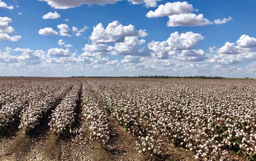 Cotton Farm and Vineyard Tour, St George, QLD