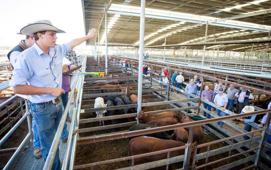 Dalby Saleyards Tours - WDRC, Dalby, QLD