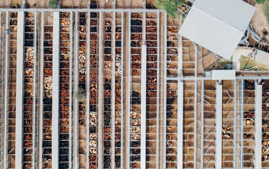 Dalby Saleyards Tours - WDRC, Dalby, QLD