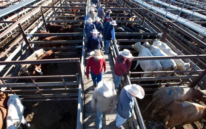 Dalby Saleyards Tours - WDRC, Dalby, QLD