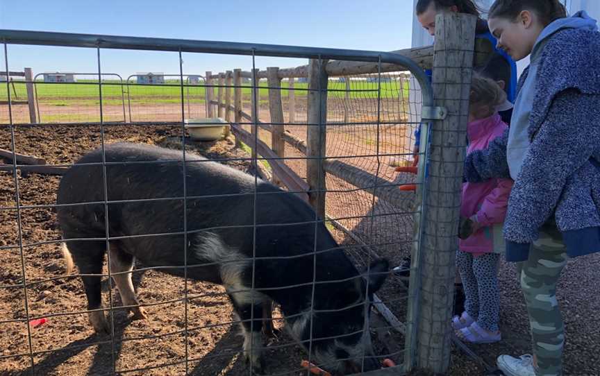 Tarnasey Farm Little Farmer Tours, Wallaroo, SA