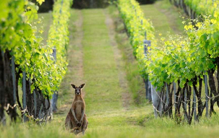 Australia By Air - Hunter Valley Food and Wine Lovers Tour, Bankstown Aerodrome, NSW