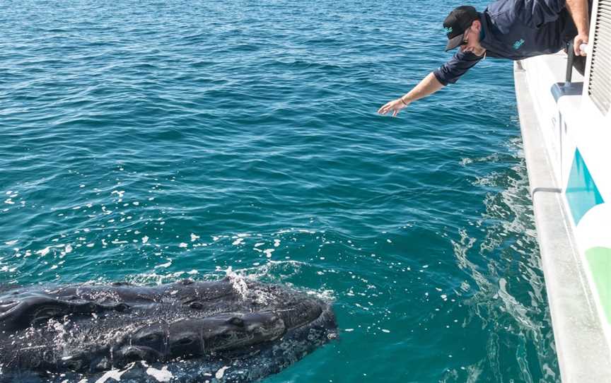 Hervey Bay Whale Watch Quick Cat II, Urangan, QLD