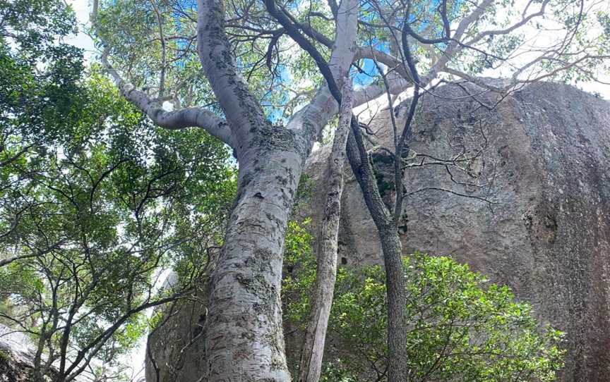 Wild Cat Tracks, Stanthorpe, QLD