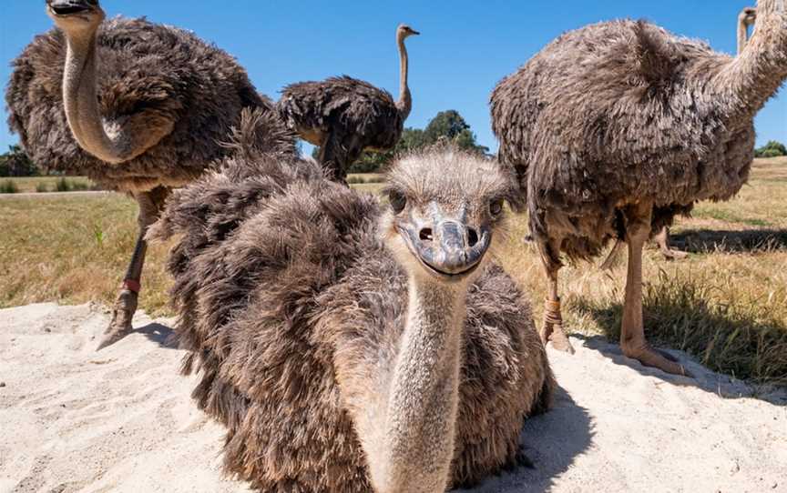 Behind the scenes mystery zoo tour, Werribee South, VIC