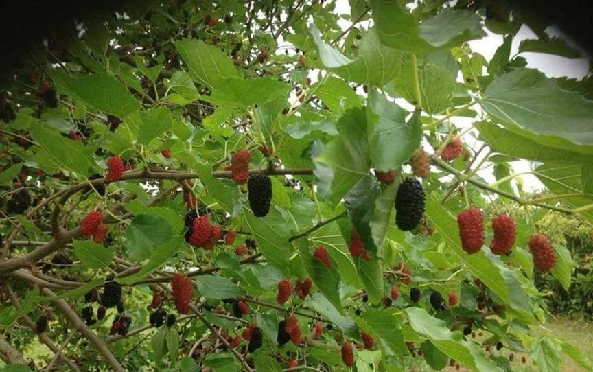 Earthcare Farm Australia -Farm Experience Walk, Browns Plains, VIC