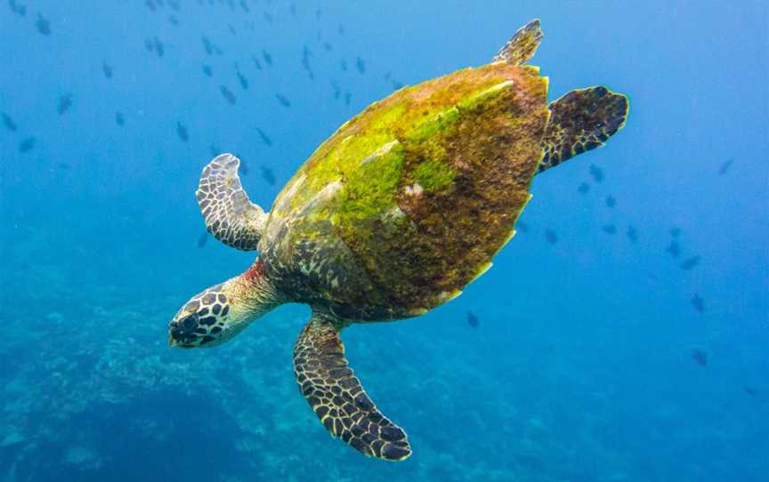 Chris Bray Photography Christmas Island Tour, Christmas Island, WA