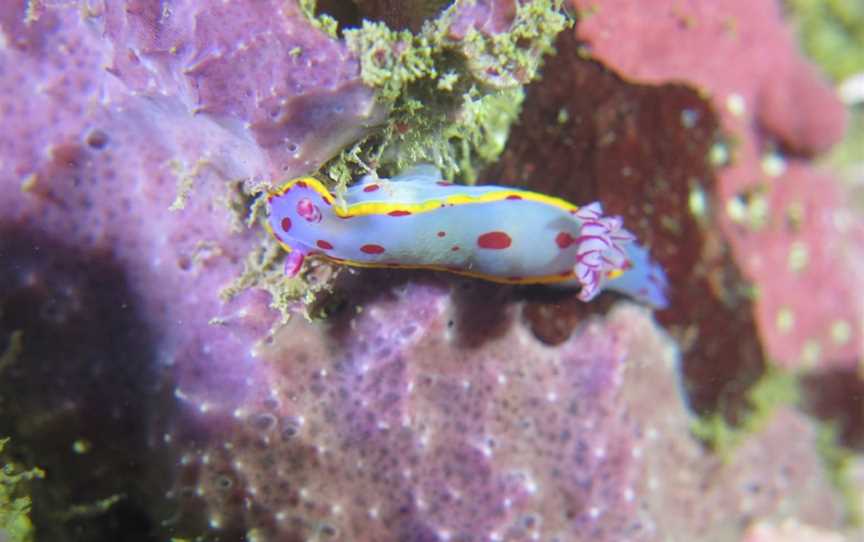 Batemans Bay Dive Adventures, Batemans Bay, NSW