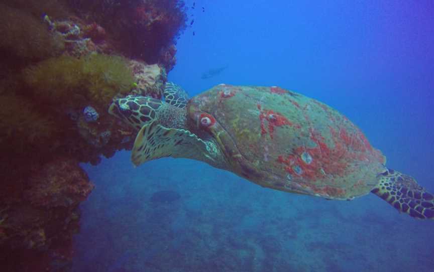 Pleasure Divers Magnetic Island, Magnetic Island, QLD