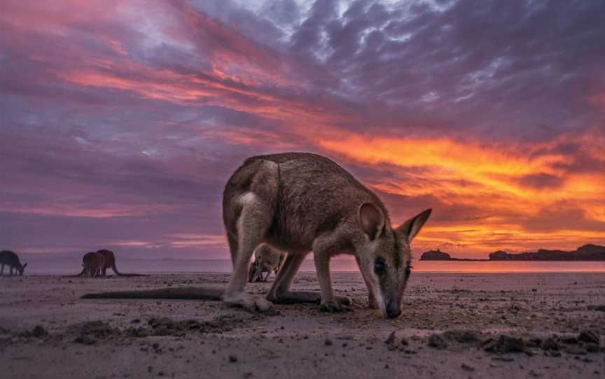 Cape Hillsborough Sunrise with the Wallabies, Cape Hillsborough, QLD