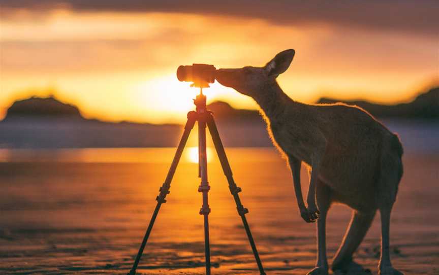 Cape Hillsborough Sunrise with the Wallabies, Cape Hillsborough, QLD