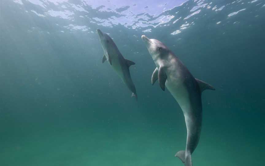 Research and Discovery Coastal Tours, Kangaroo Island, Stokes Bay, SA