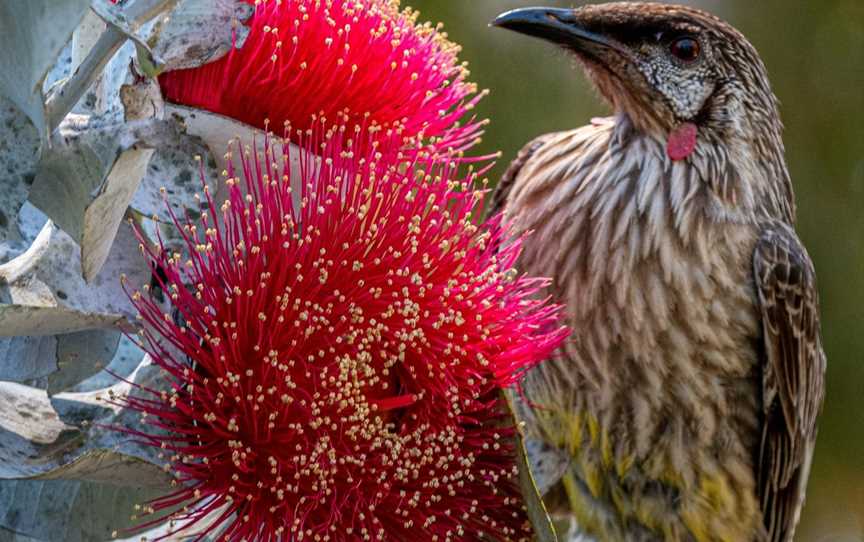 Capture Canberra Photography Tours, PHILLIP, ACT