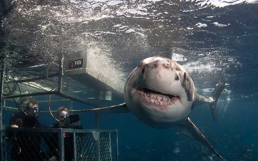 Rodney Fox Shark Expedition, Port Lincoln, SA