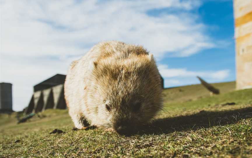 Encounter Maria Island, Triabunna, TAS