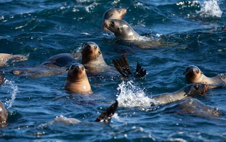 Wilsons Promontory Cruises - Pennicott Wilderness Journeys, Tidal River, VIC