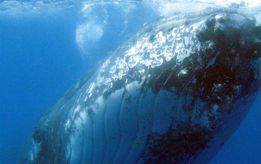 Spirit Of Hervey Bay Whale Watching Cruises, Urangan, QLD